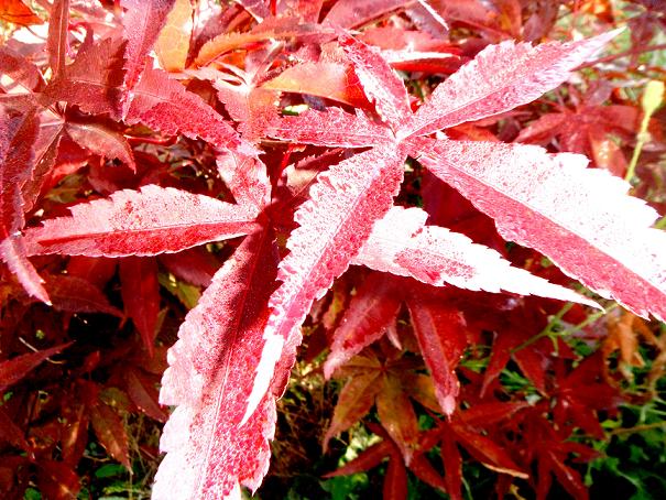 Red Japanese Maple